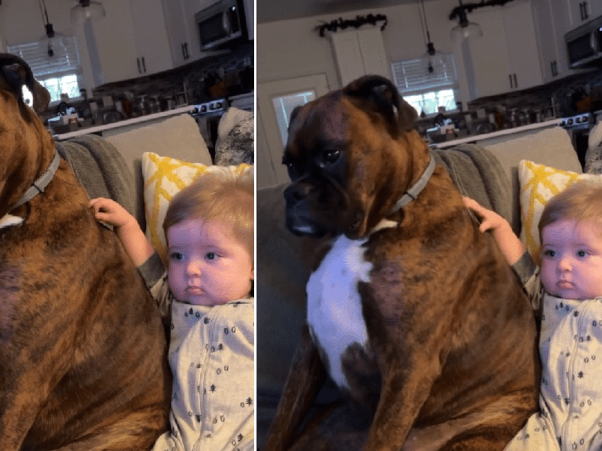 Baby boxer hot sale puppies