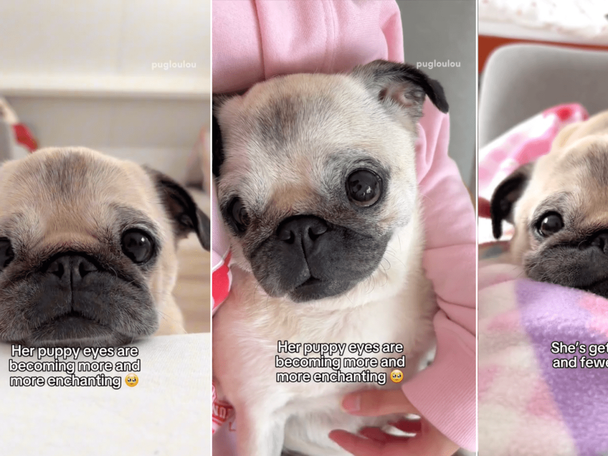 Pug age in human years online