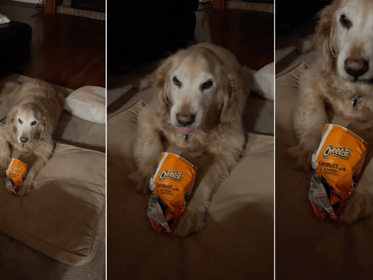 Are hot cheetos bad for dogs outlet