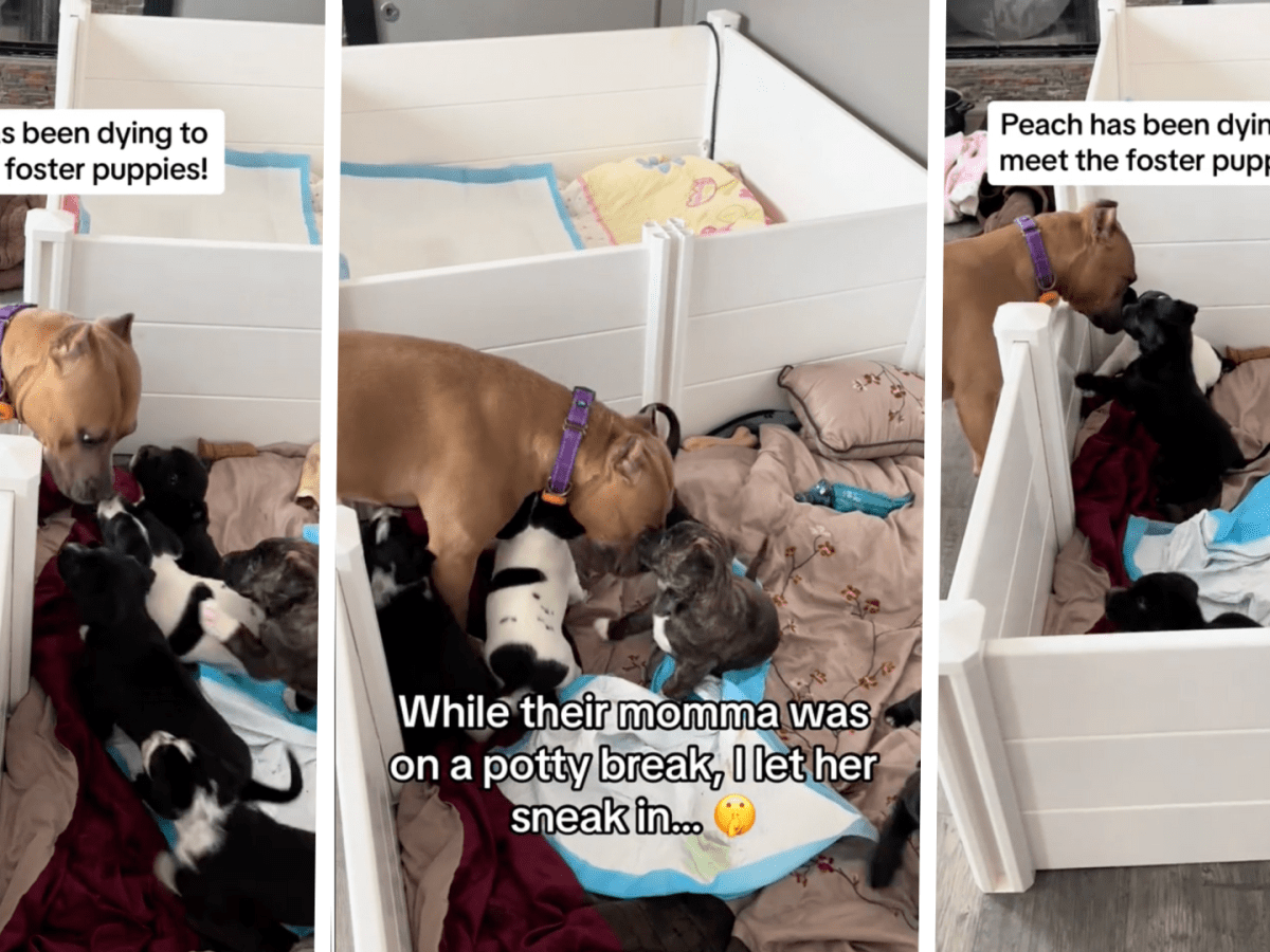Pit Bull Meeting New Litter of Foster Puppies Is a True Mama at