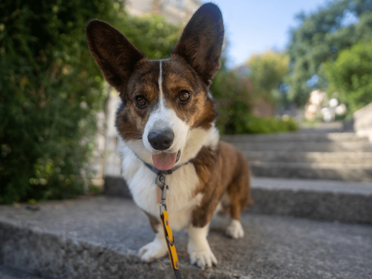 Corgi dresses 2025