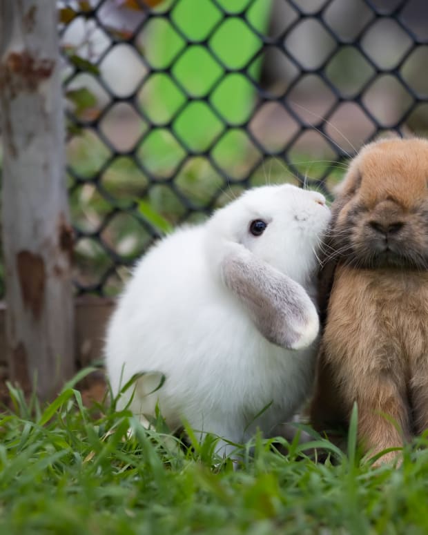 rabbits