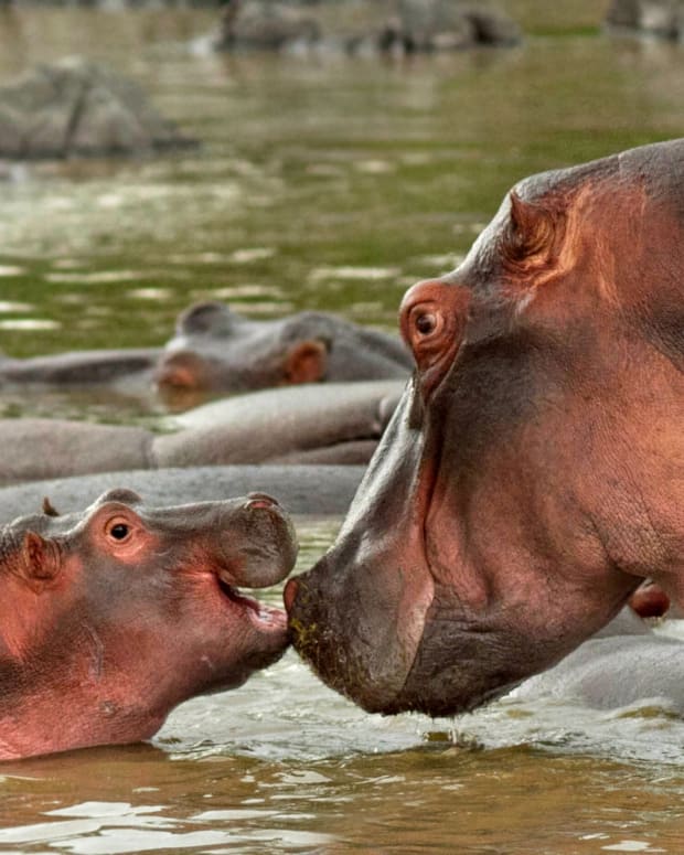 Mama and baby hippo
