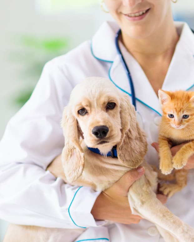 dog cat veterinarian