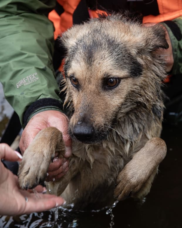 Footage of Rescue Dog Picking Out Her First Toy Is Touching Hearts