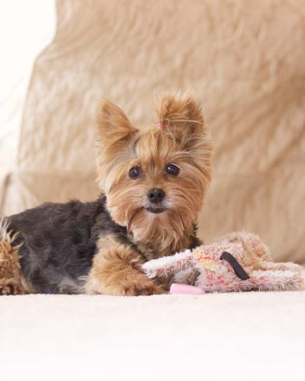 A senior Yorkie lays on the ground with a stuffed toy.