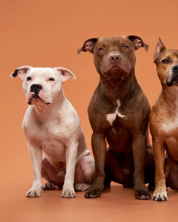 Three Pit Bulls sit together.