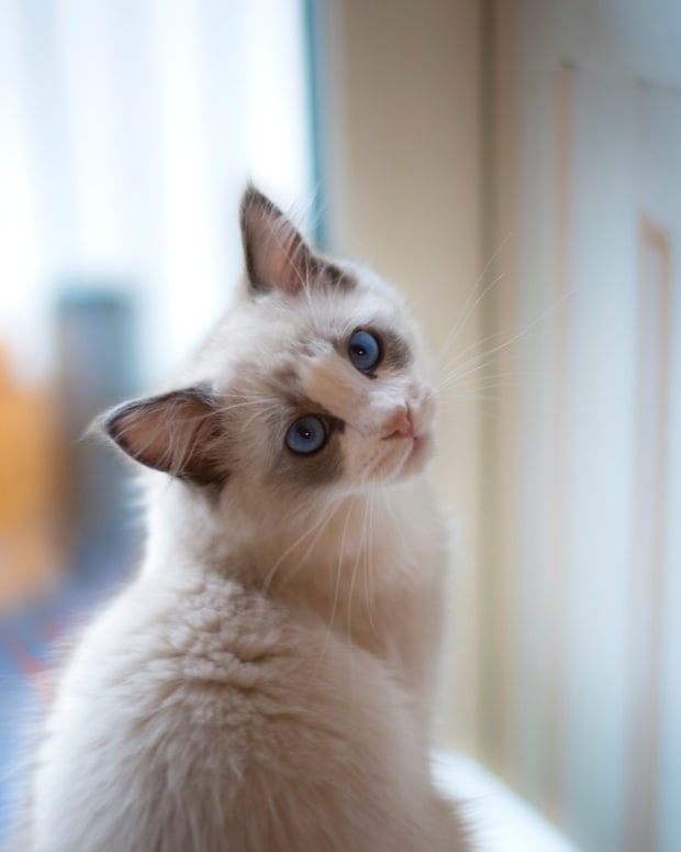 Ragdoll Cat Gives Doodle Sibling a Spa Day and It’s Outrageously ...