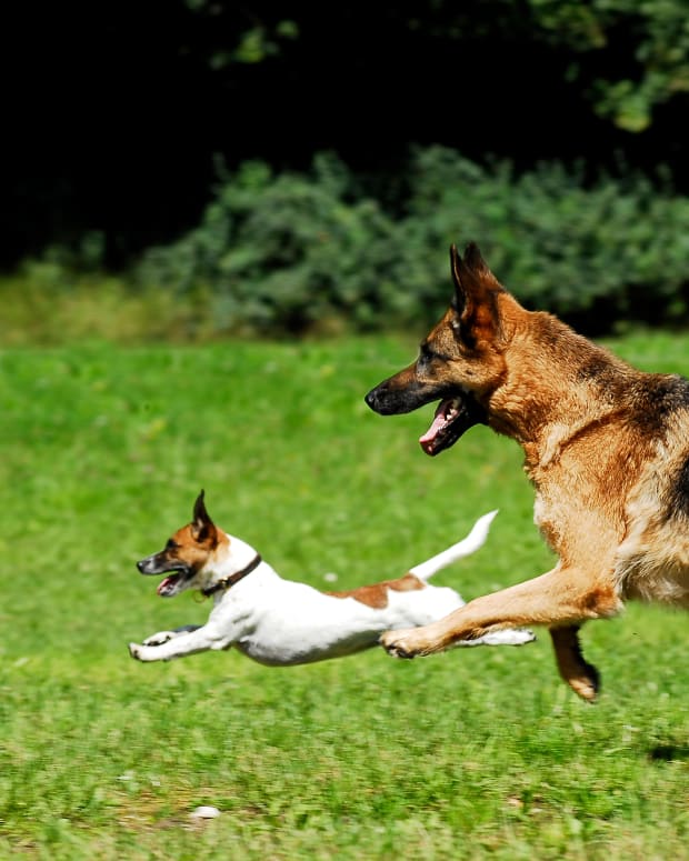 German Shepherd and Jack Russell Terrier running through field