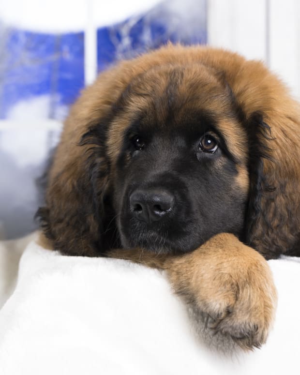Leonberger puppy laying with head down