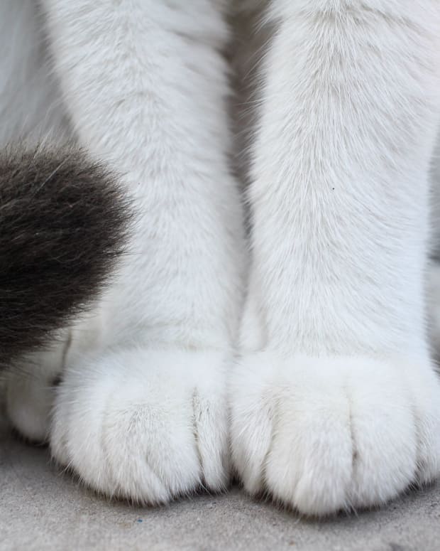 White cat feet with black tail