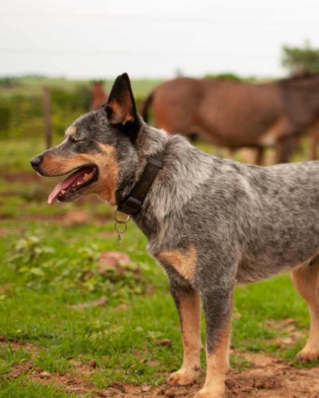 A Blue Heeler on a farm.