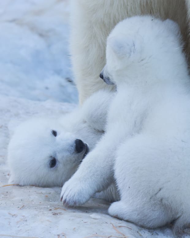 Two polar bear cubs playing