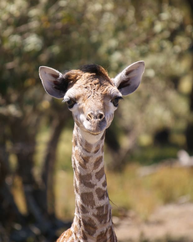 Baby giraffe looking at camera