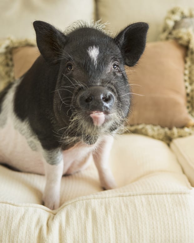 Pot belly pig sitting on couch