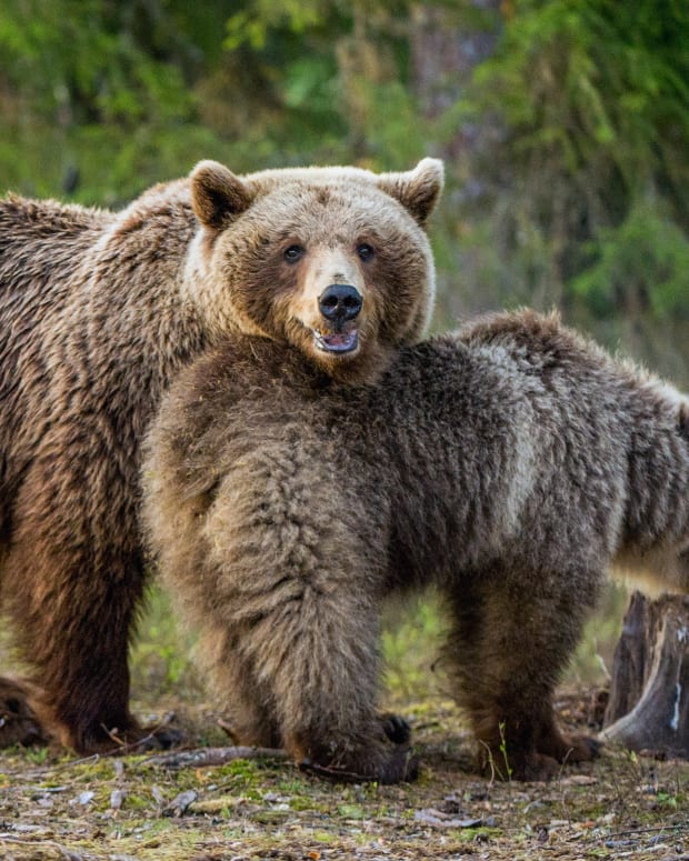 Two brown bears in the wilderness, one looking at camera with mouth open