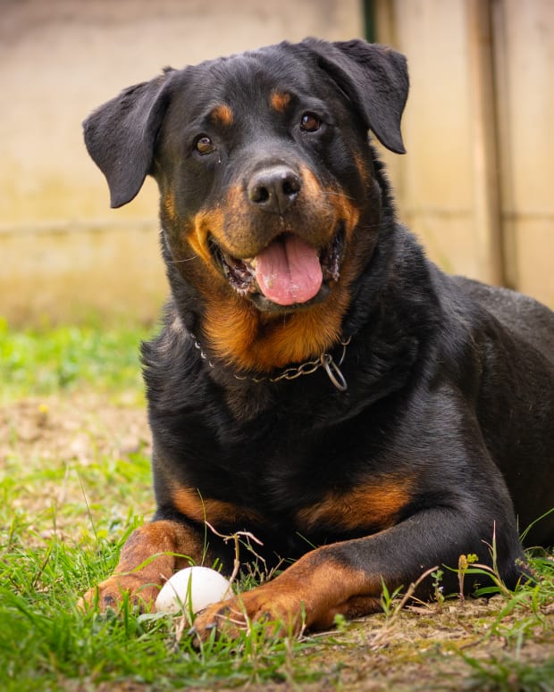 Rottweiler laying in grass with ball