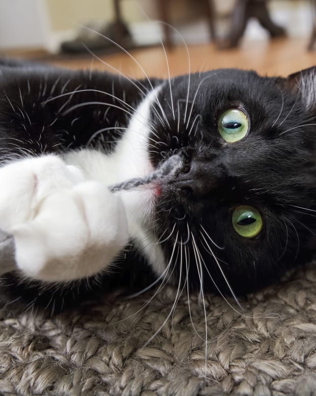 Black and white tuxedo cat plays with toy mouse on floor