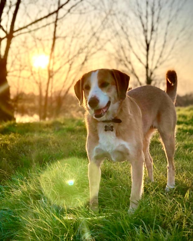 Beagle mix standing in field when sun is setting