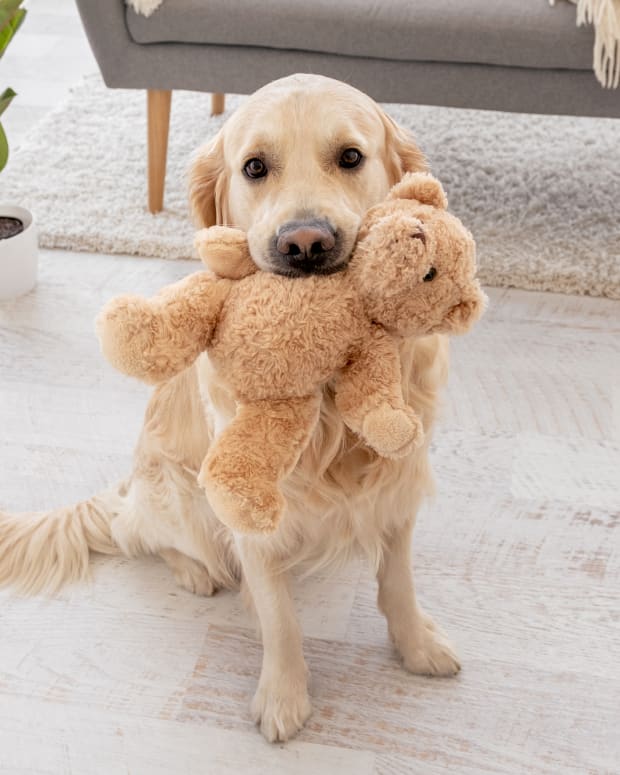 Golden Retriever holding a teddy bear