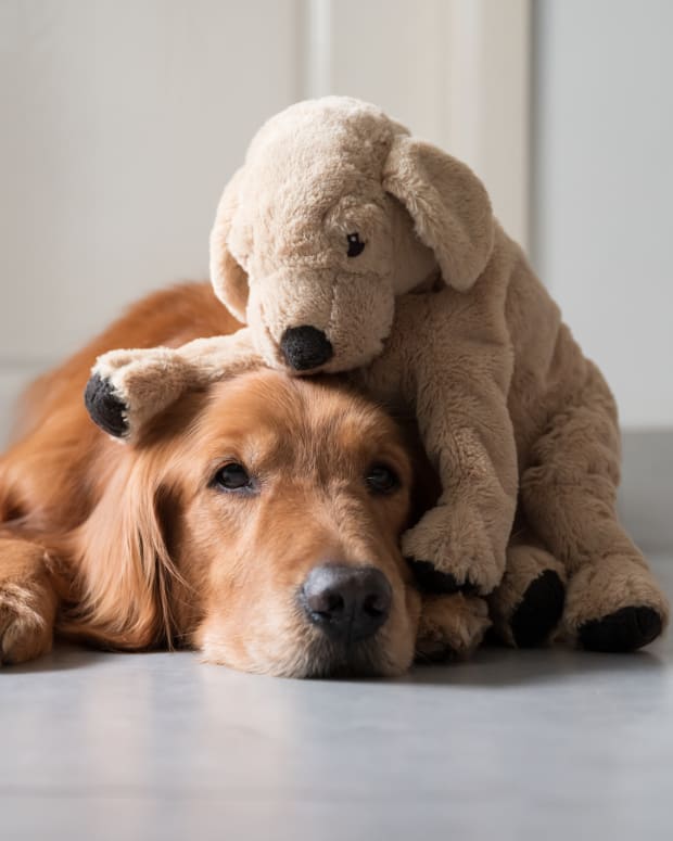 Golden Retriever with stuffed toy laying on head