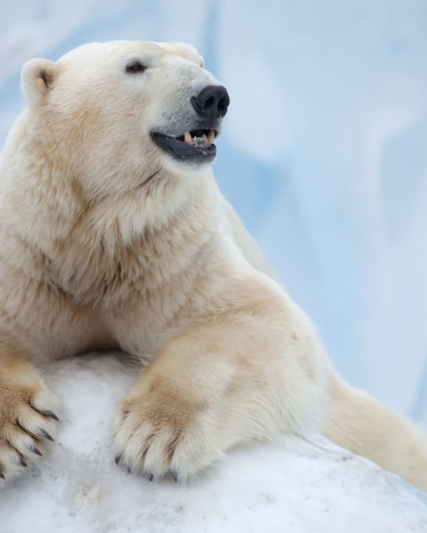 Polar Bear laying on ice
