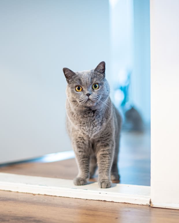 Grey cat standing in doorway