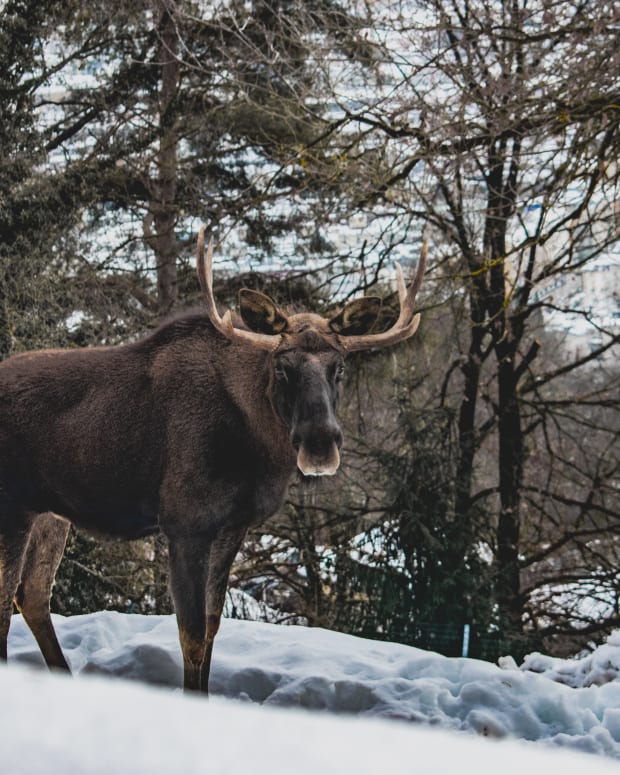 Moose standing in snow