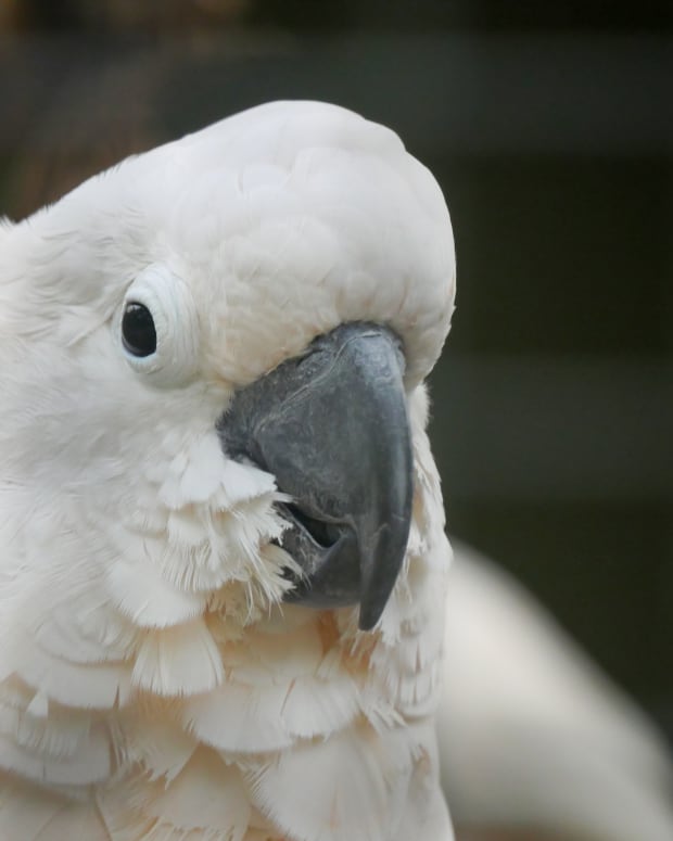 White cockatoo close up photo