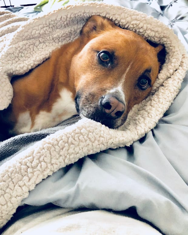 Brown and white Pit Bull laying under blanket