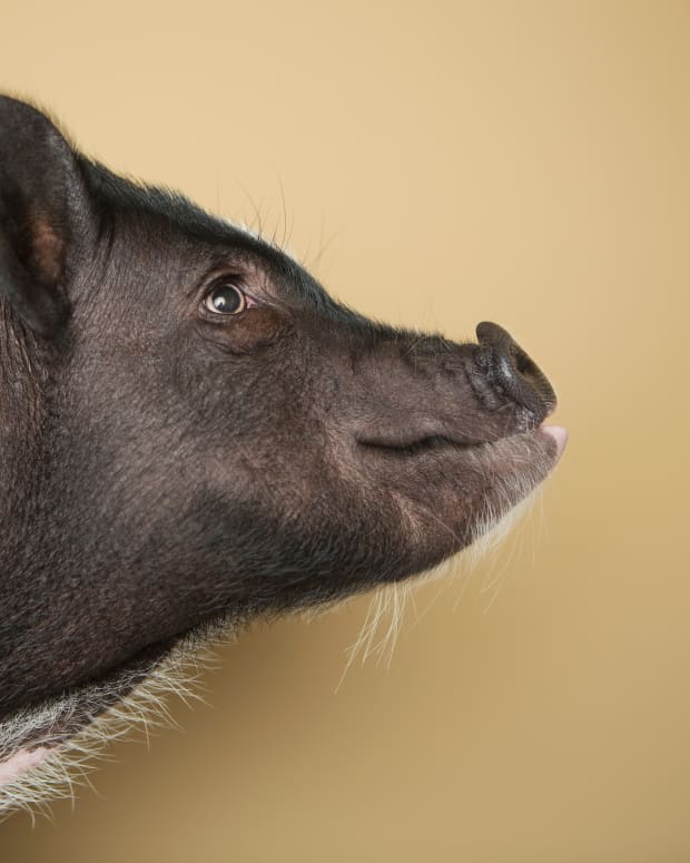 Black miniature pot-belly pig side profile looking to the right