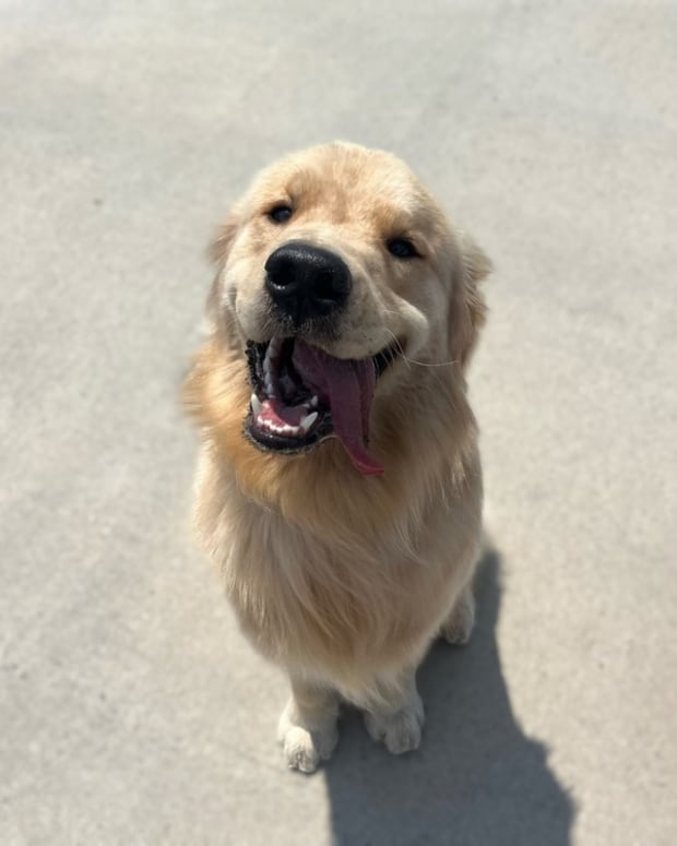 Golden Retriever 'Showing Off' Seahorse Toy to Neighbors Is the Picture