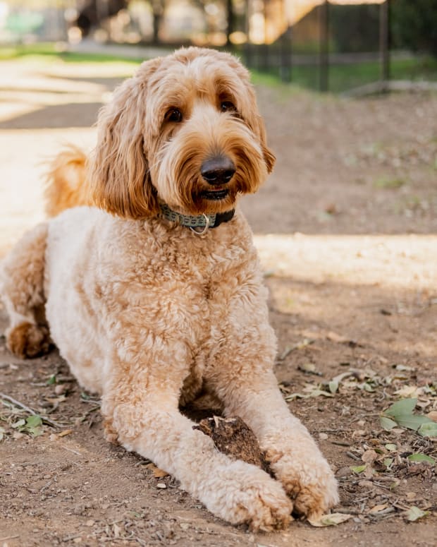 Golden Doodle laying on the ground outside