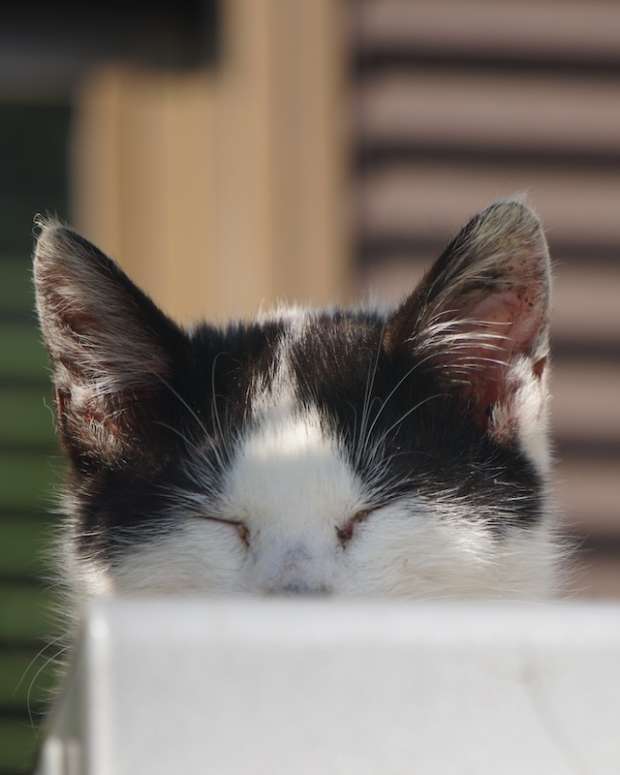 black and white kitten