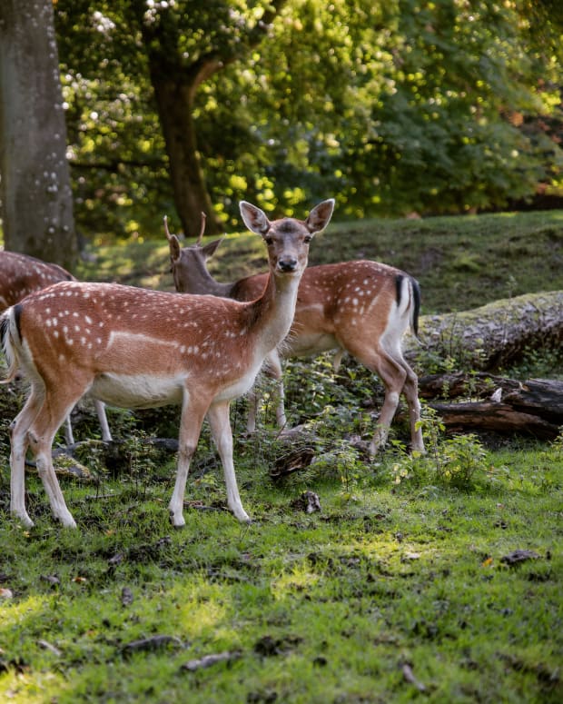 Group of deer standing on edge of forrest
