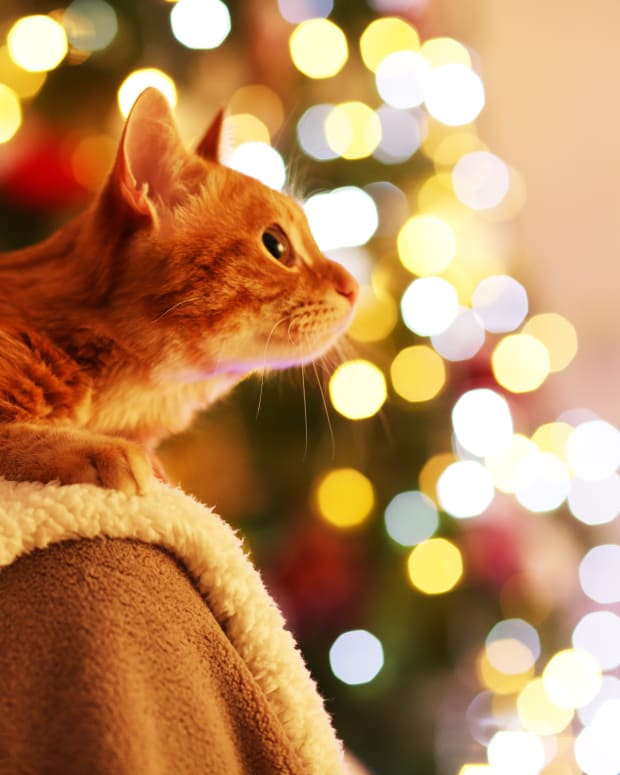 Orange tabby cat sits on human's lap and looks at Christmas lights in background