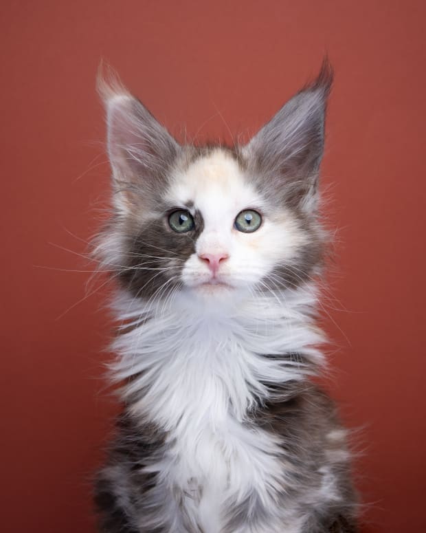 Calico Maine Coon sitting in front of red background