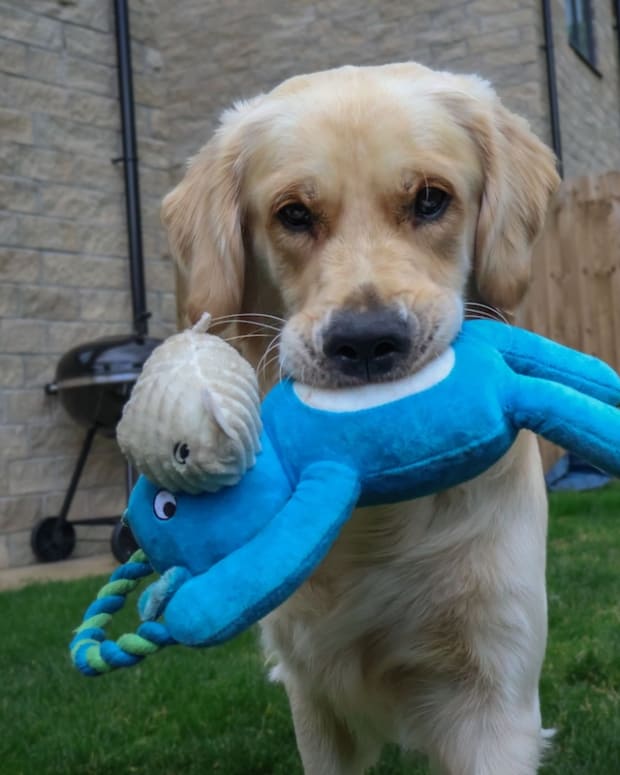 Golden Retriever 'Showing Off' Seahorse Toy to Neighbors Is the Picture