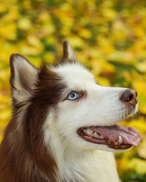Husky Mix's 'Golden Retriever Genes' Take Over & Total Cuteness Ensues
