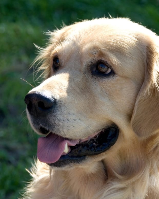 Golden Retriever Who 'Fully Understands English' Has People Seriously