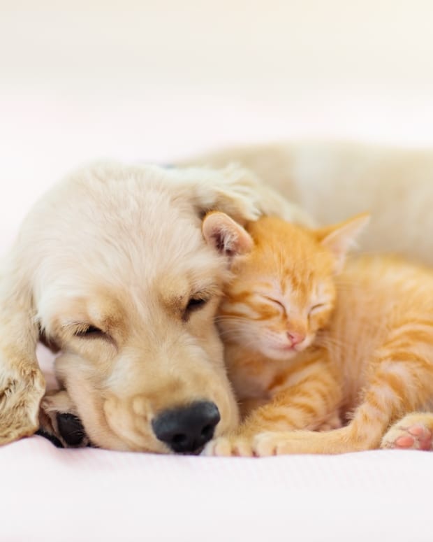 Golden Retriever's Dramatic Response to Being Denied Chocolate Treat
