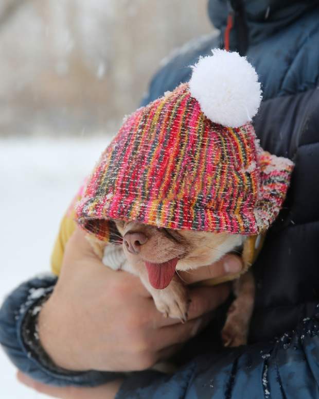 A Chihuahua wearing warm clothes in the snow.