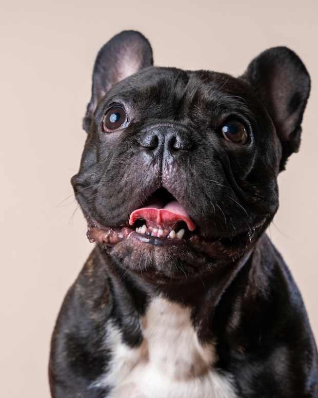 French Bulldog sitting with tongue out on a grey background