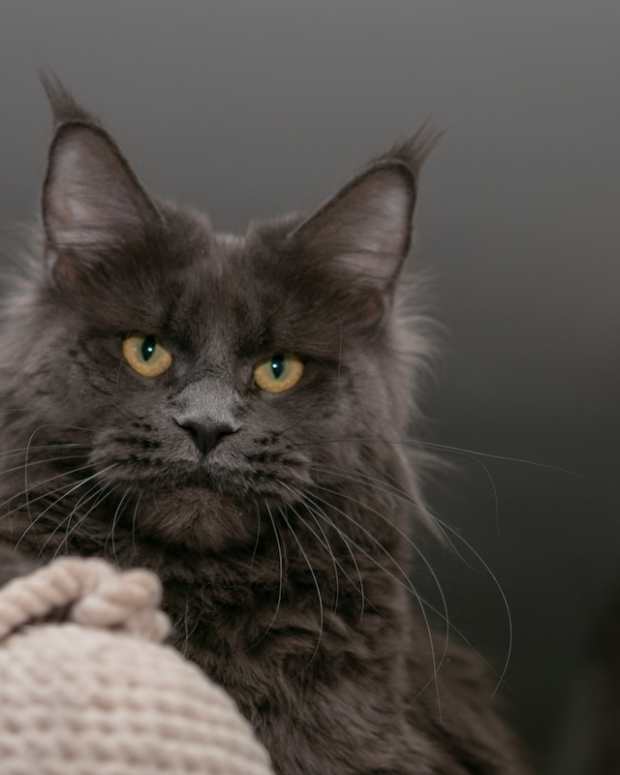 Black Maine Coon