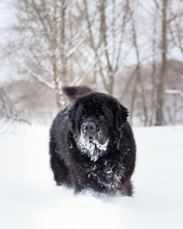 A Newfoundland Dog playing in the snow.