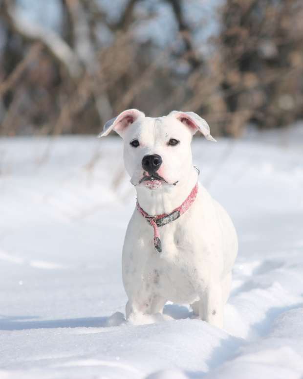 A white Pit Bull in the snow.