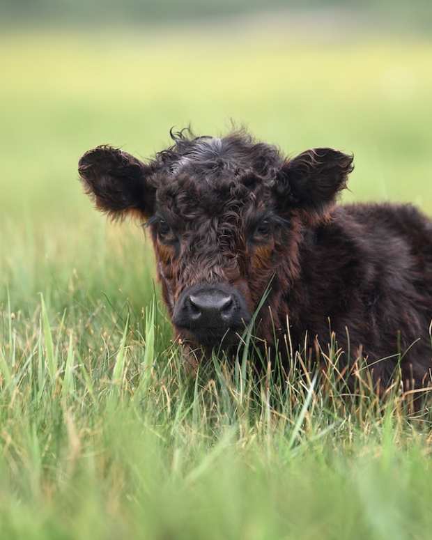 Baby cow with curly hair sitting in field