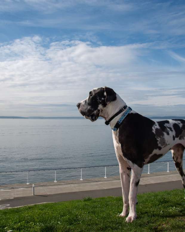 A harlaquin Great Dane gazing out into the open water.