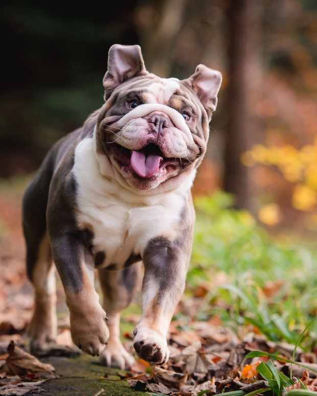 English bulldog