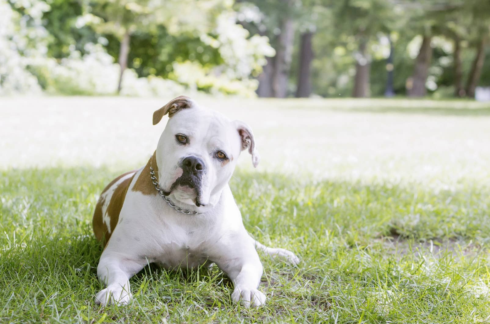 pet-and-animal-news-parade-pets